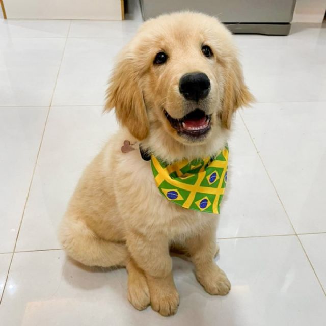 Bandana Pet Dupla Face Bandeira do Brasil Amarelo Cor: Amarelo (258)